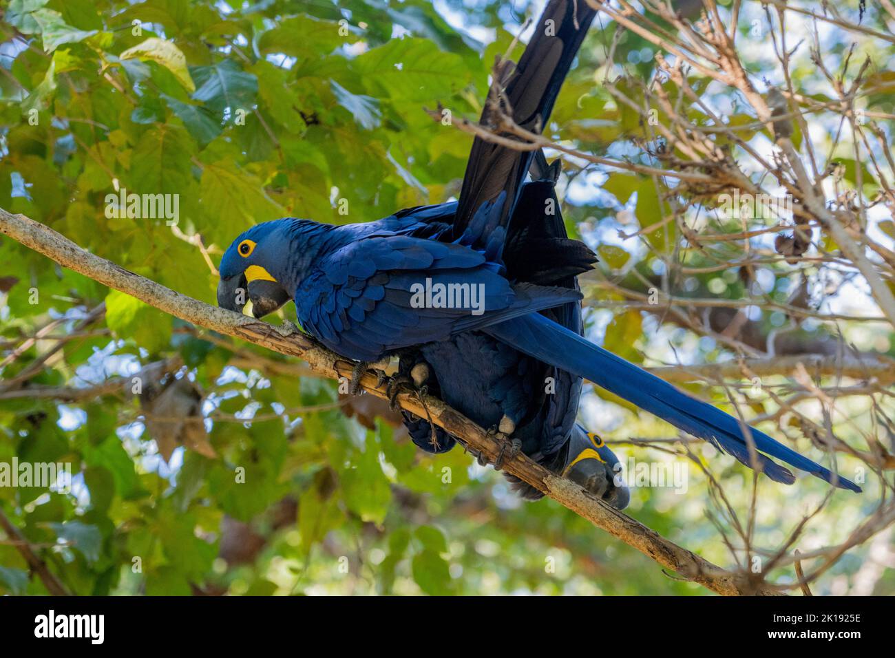 A Hyacinth macaw (Anodorhynchus hyacinthinus) couple is mating in a tree close to their nest site near the Aymara Lodge in the Northern Pantanal, Stat Stock Photo