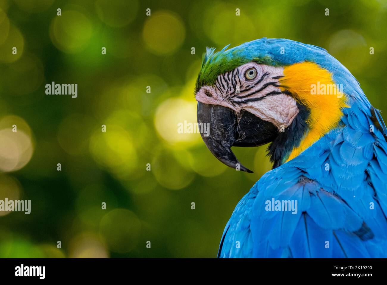Portrait of a blue-and-yellow macaw (Ara ararauna), also known as the blue-and-gold macaw, at the Aymara Lodge in the Northern Pantanal, State of Mato Stock Photo