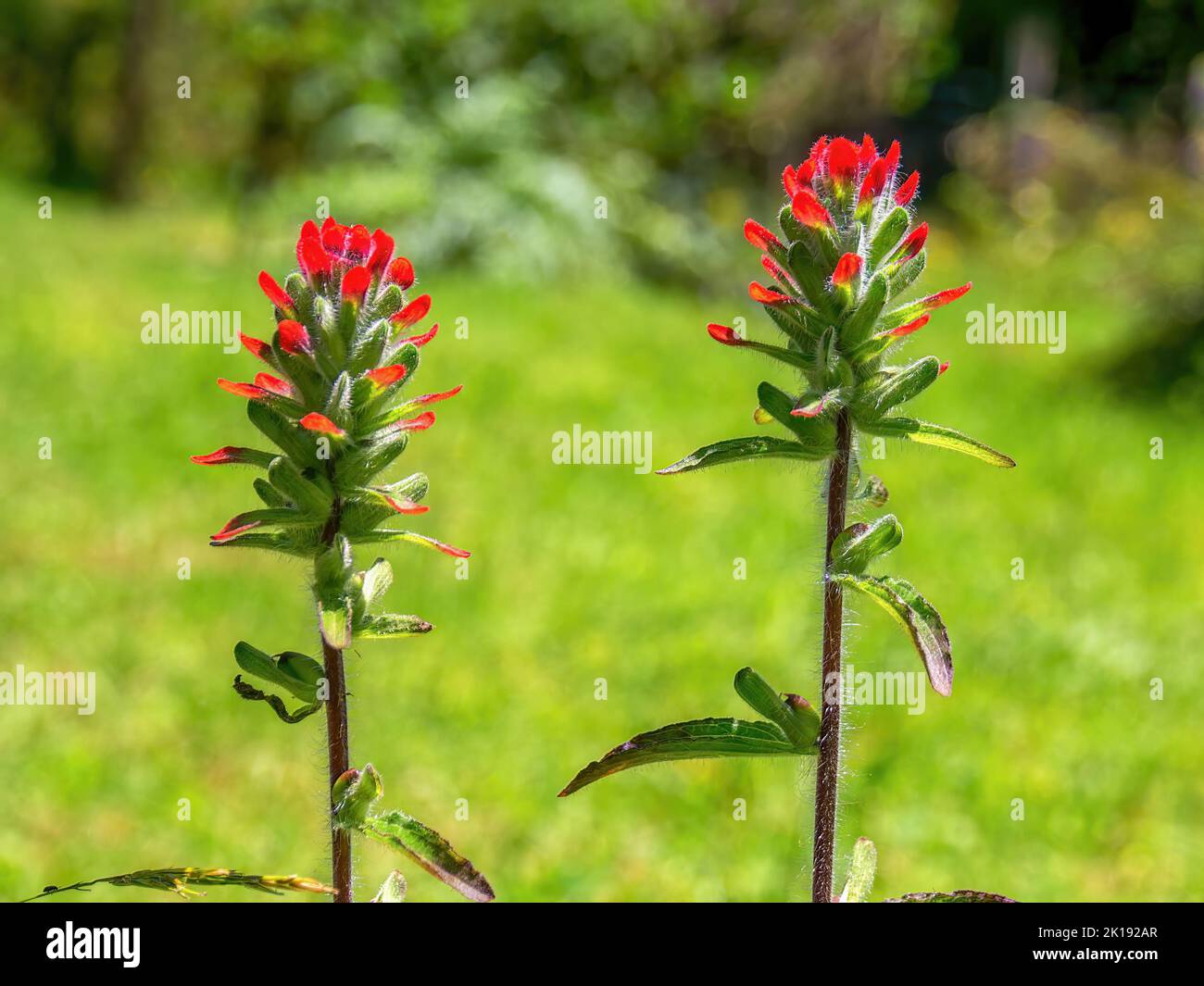 Close-up photography of two scarlet Indian paintbrush flowers captured in a field near the colonial town of Villa de Leyva in the Andean mountains of Stock Photo