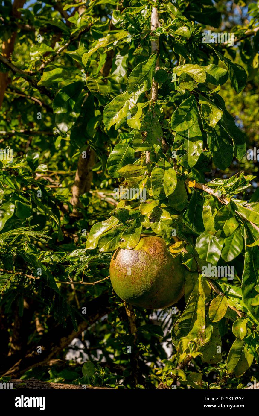 A calabash gourd (Cuite locally) in the garden of the Aguape Lodge in ...