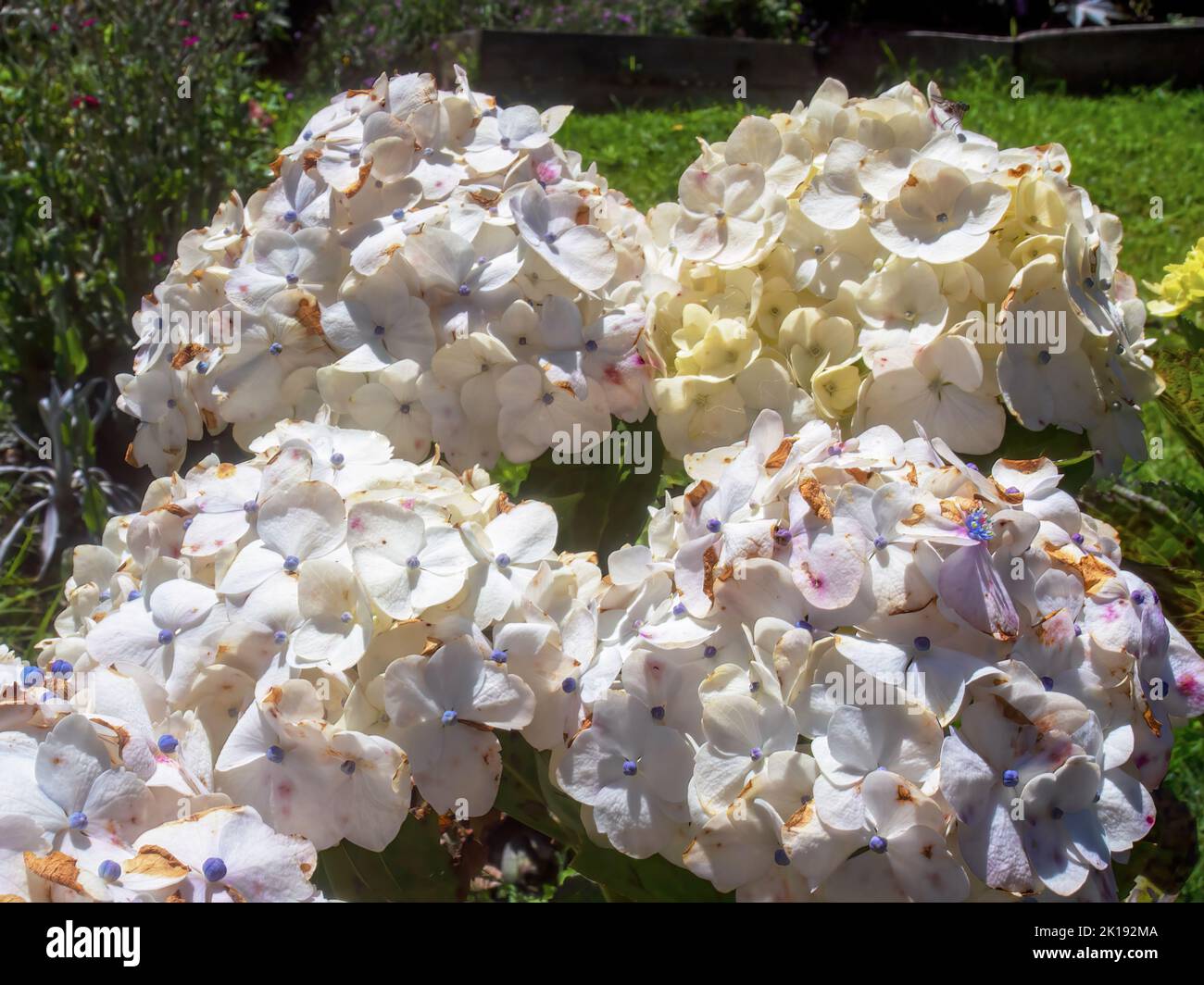 Macro photography of beautiful bouquets of white and violet hydrangea