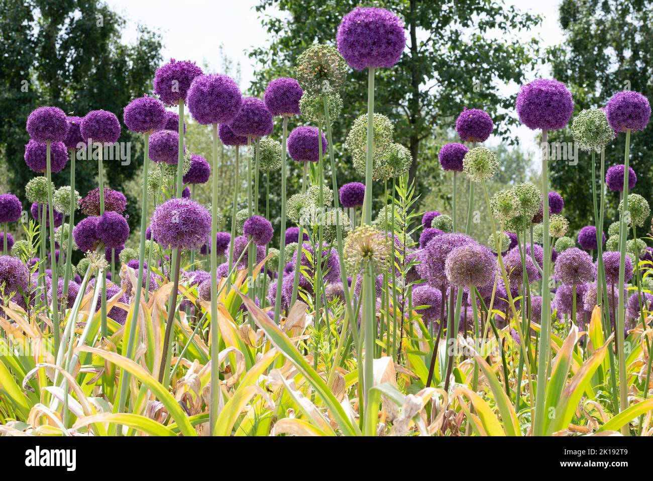 Giant onion lush bloom hi-res stock photography and images - Alamy