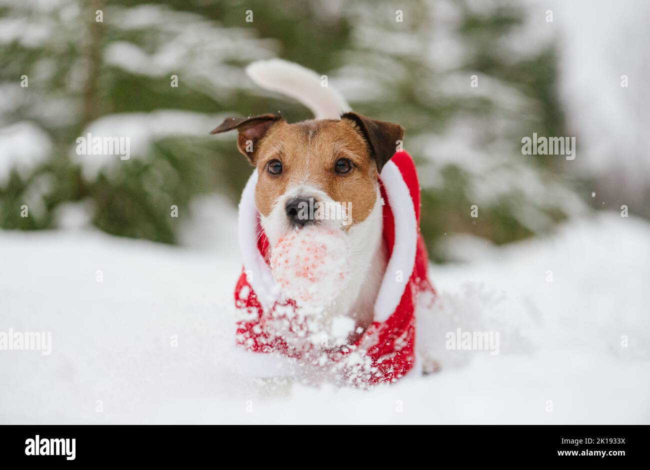 Dog wearing costume of Santa Claus playing in snow with ball Stock Photo
