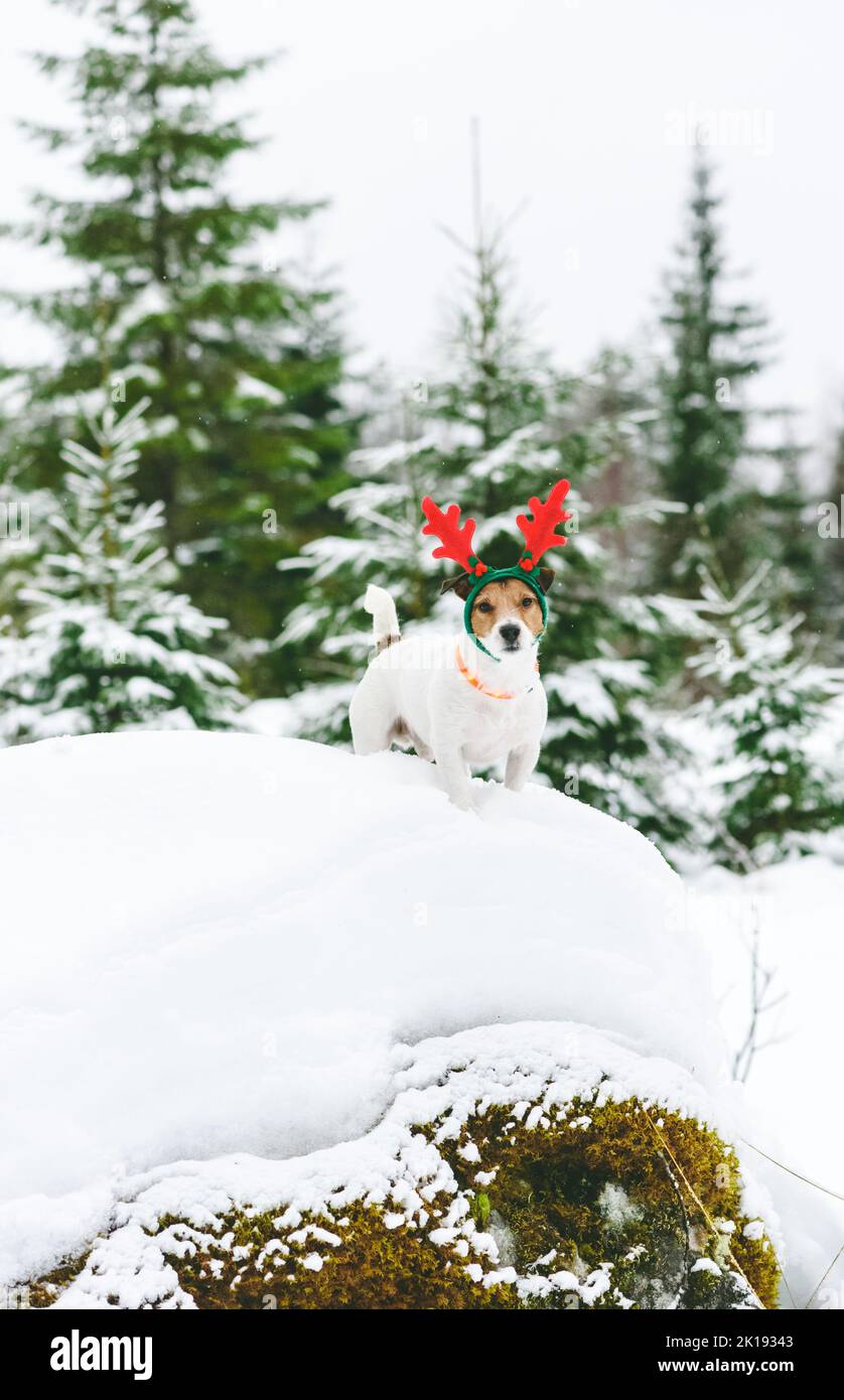 Dog wearing Christmas reindeer antlers and LED collar walking in forest Stock Photo