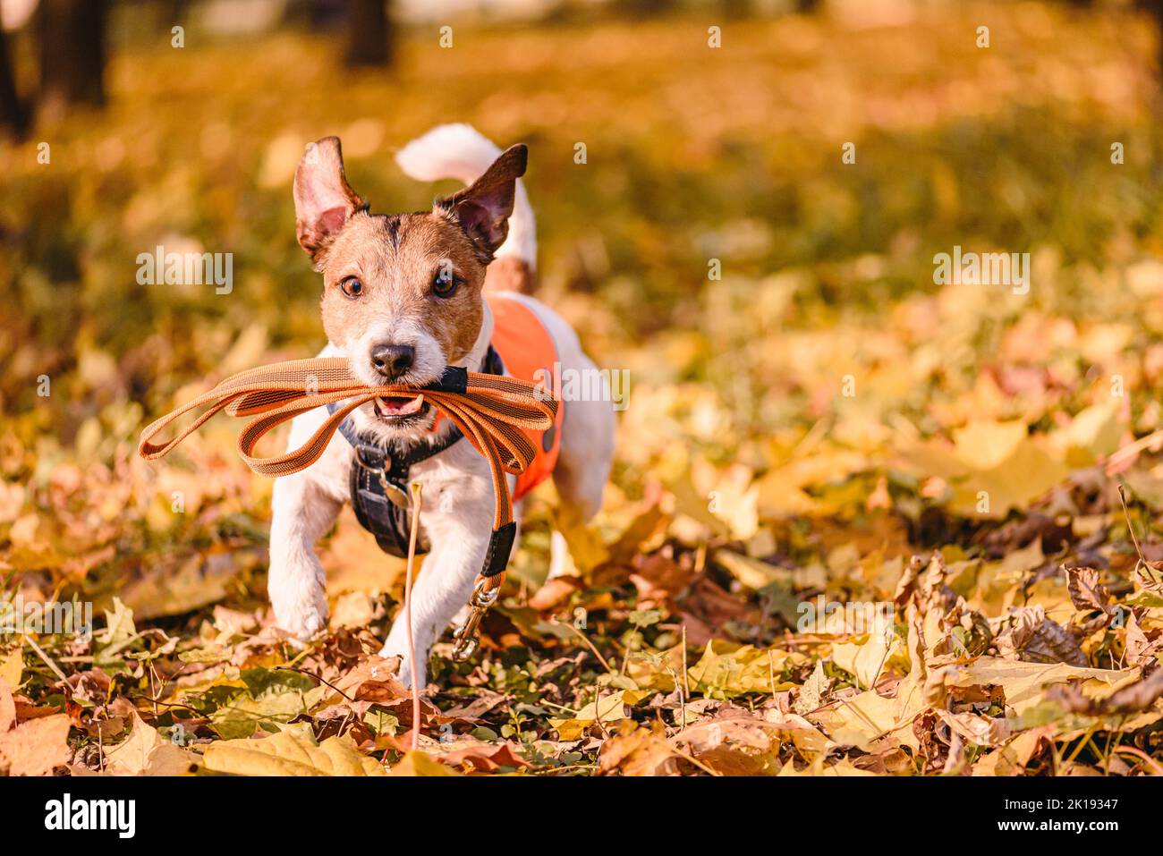 Dog running in Fall park with accessories for professional dog walker: leash, harness, safety vest and dog tag Stock Photo