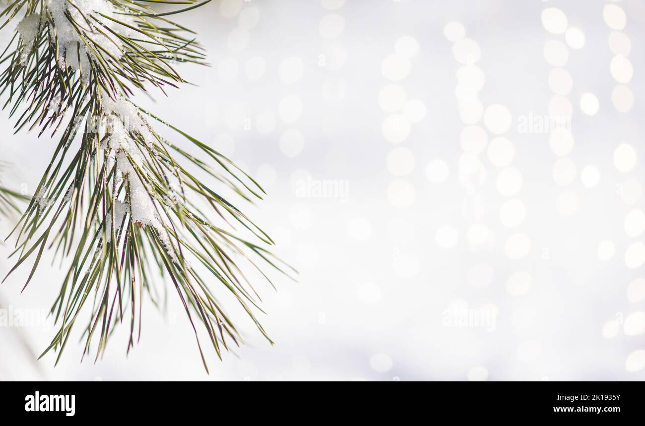 Bright lights and branch of pine tree under snow as Christmas or New Year concept. Simple background for winter holidays design Stock Photo