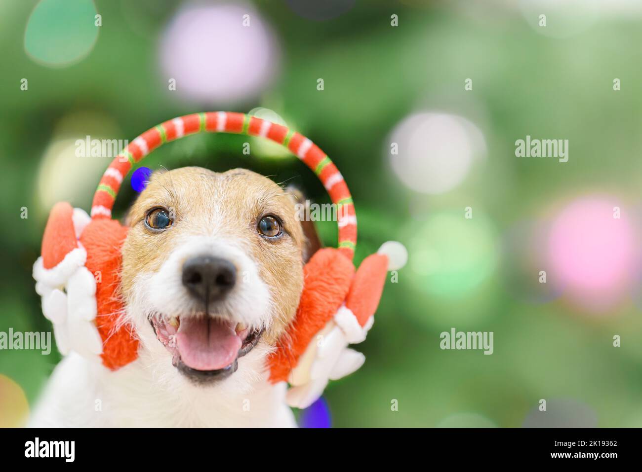 Amusing dog wearing Christmas ear muffs with Santa Clauses as holiday costume Stock Photo