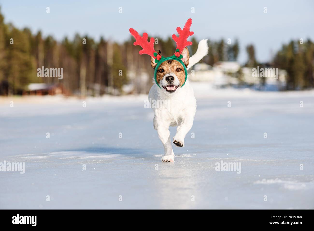 Funny dog wearing antlers of Christmas reindeer running in fairy winter scene. Background with holiday mood. Stock Photo
