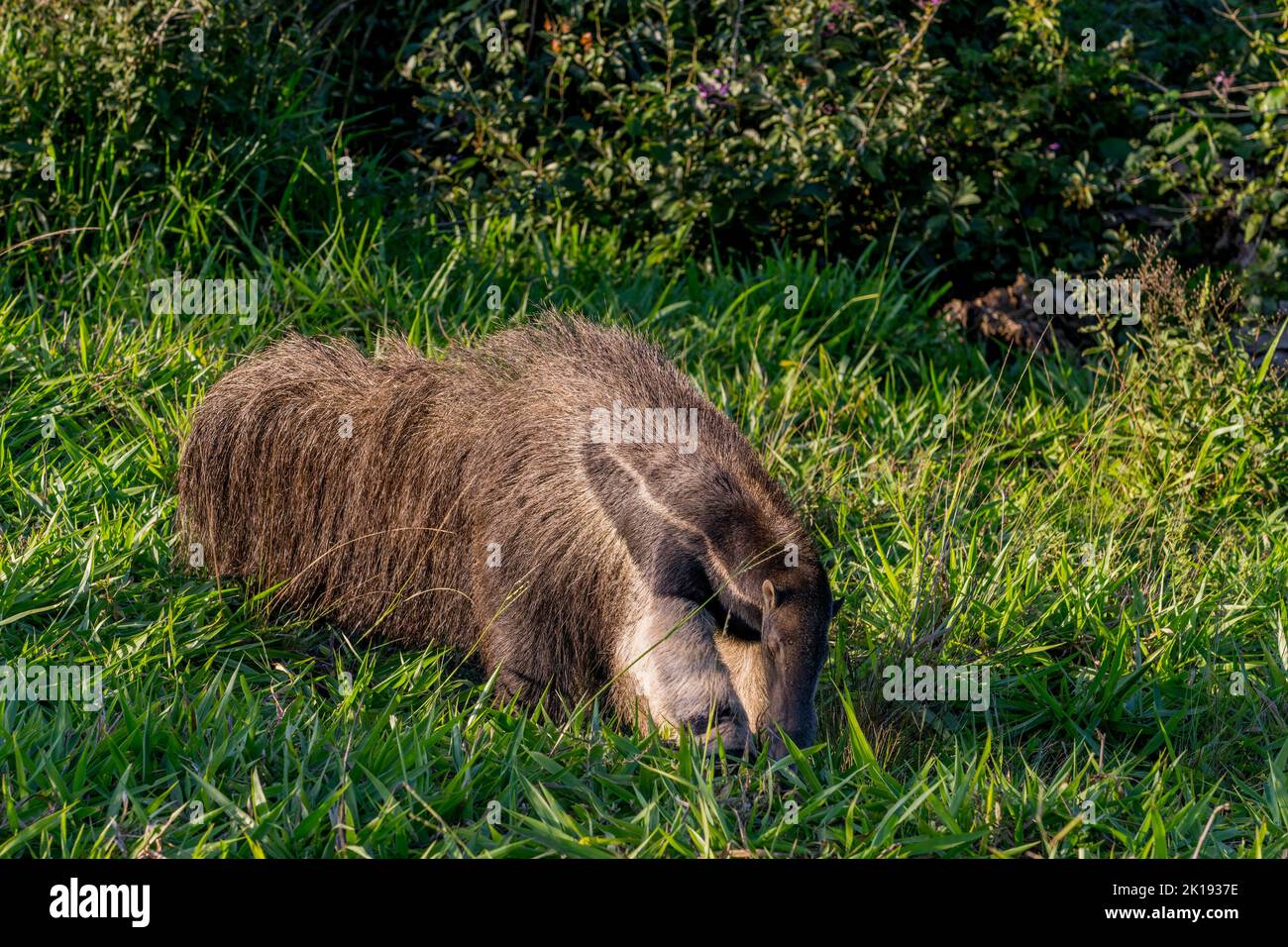 An endangered Giant anteater (Myrmecophaga tridactyla) looking for food in the savannah near the Aguape Lodge in the Southern Pantanal, Mato Grosso do Stock Photo