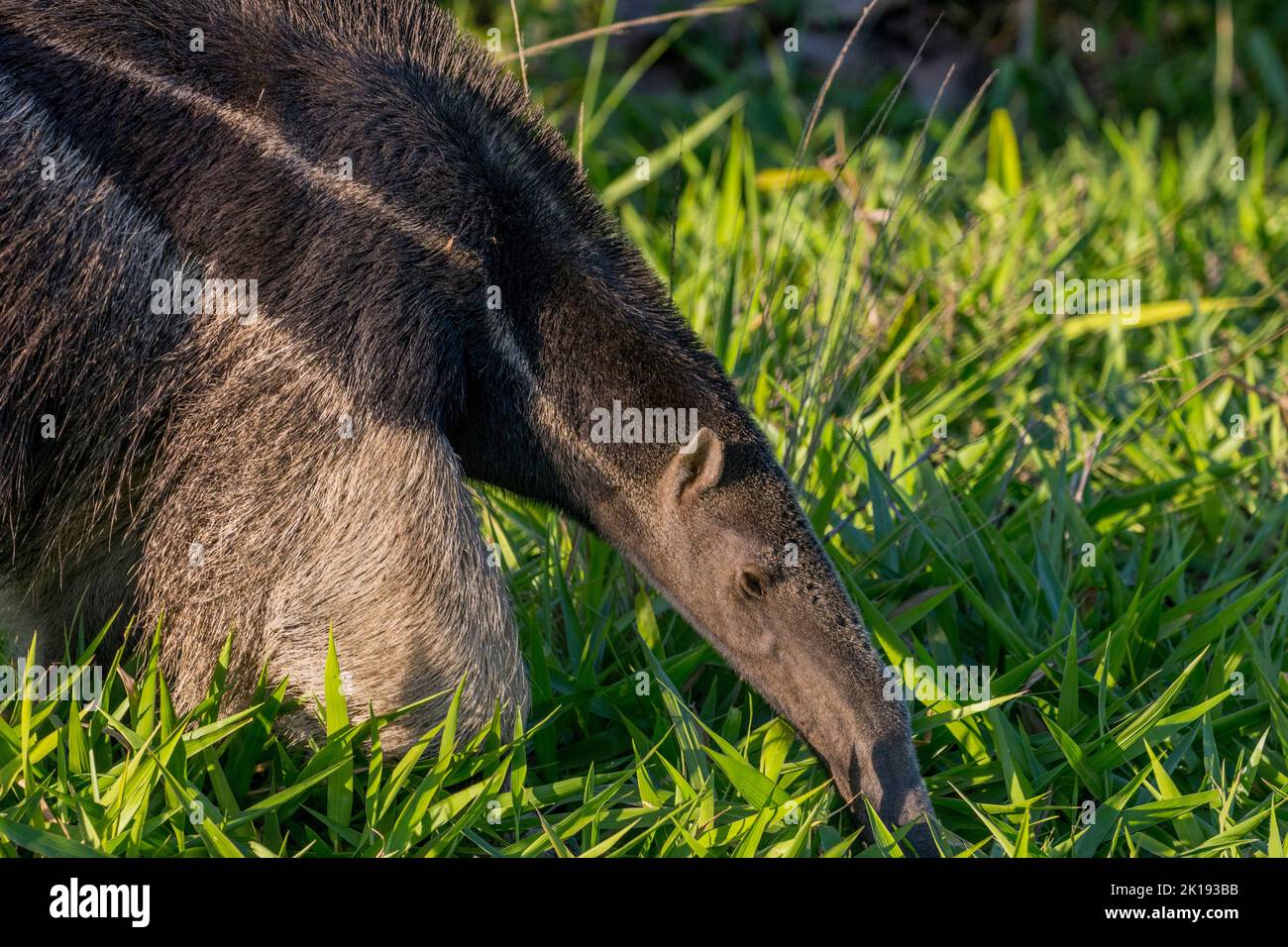 Close-up of an endangered Giant anteater (Myrmecophaga tridactyla) looking for food in the savannah near the Aguape Lodge in the Southern Pantanal, Ma Stock Photo