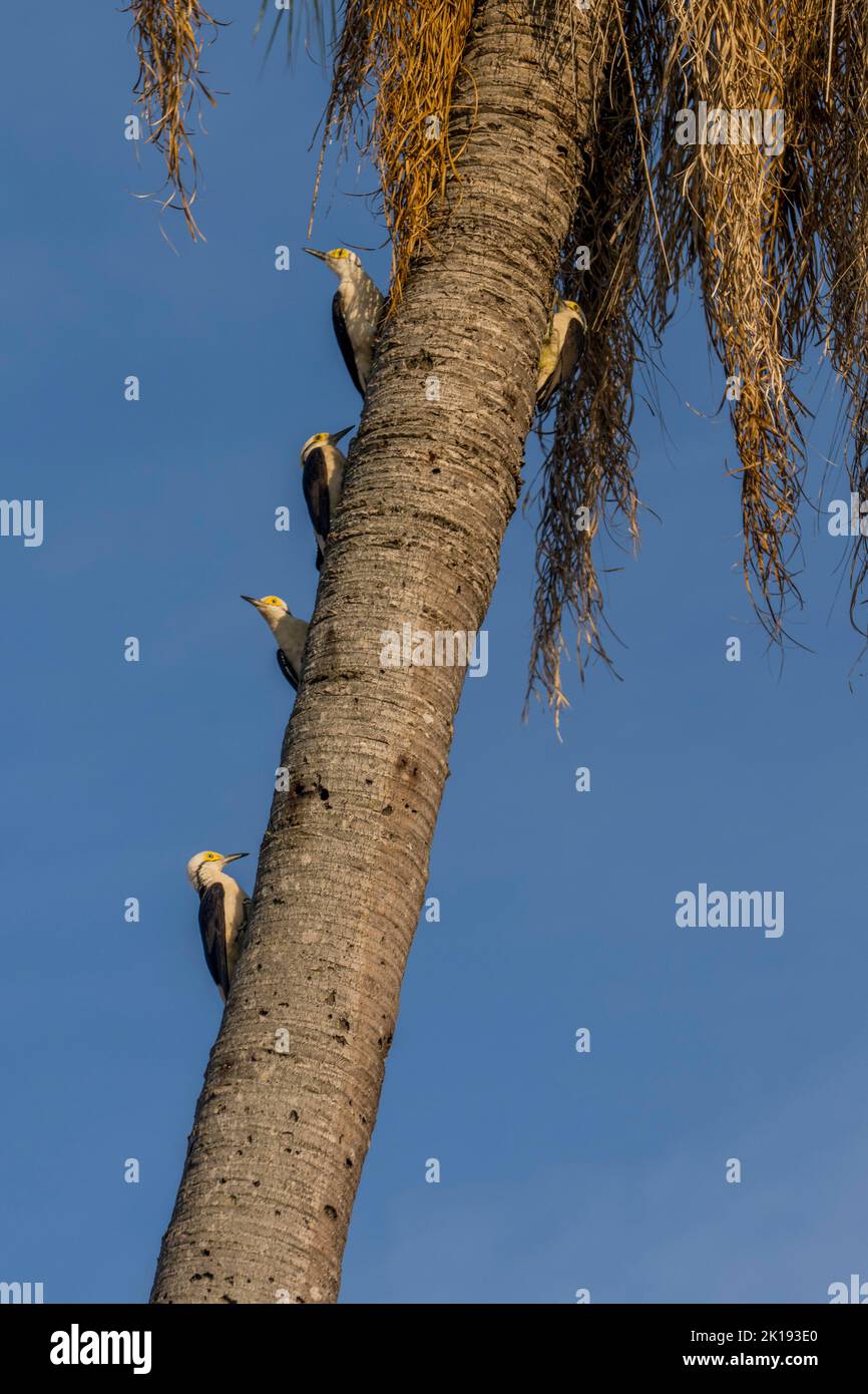 White Woodpeckers (Melanerpes candidus) on the trunk of a palm tree in the savannah near the Aguape Lodge in the Southern Pantanal, Mato Grosso do Sul Stock Photo