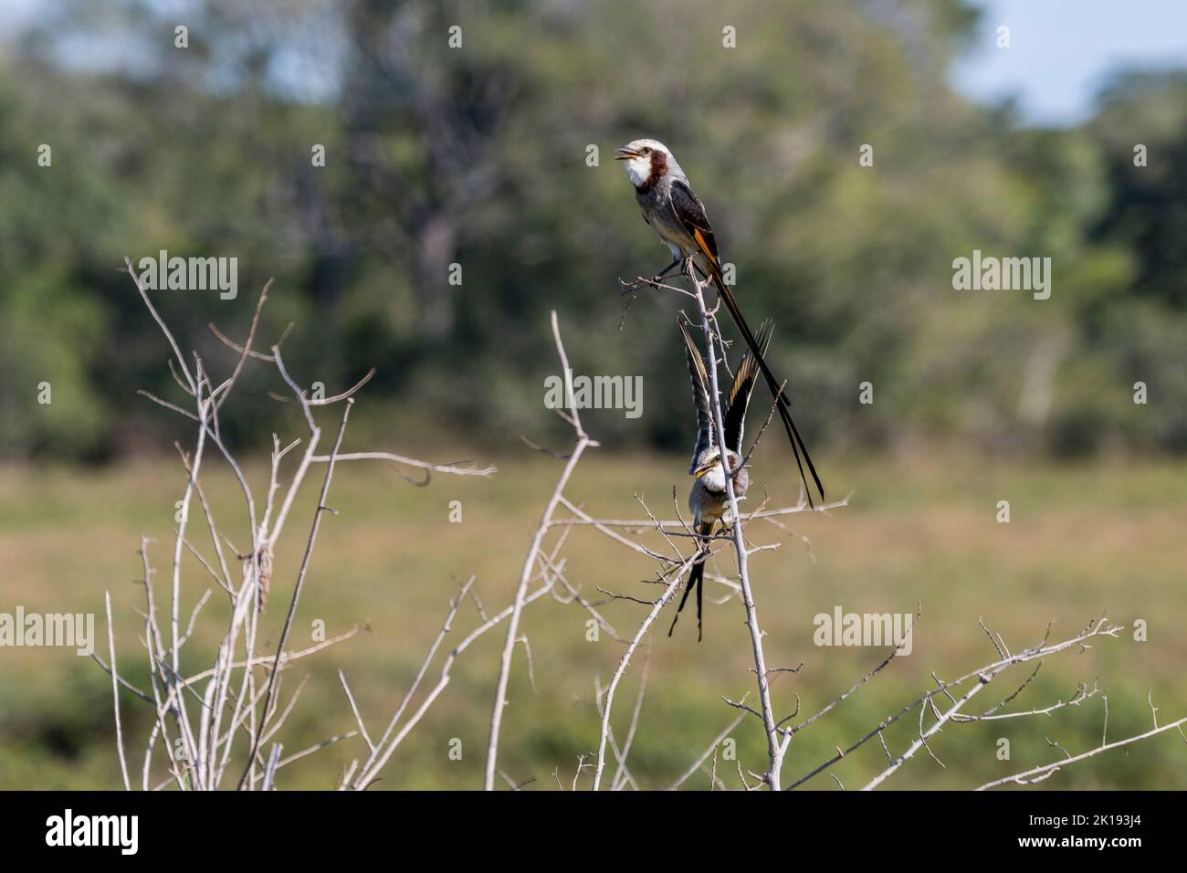 Streamer-tailed tyrants ( Gubernetes yetapa) on a bush in the savannah near the Aguape Lodge in the Southern Pantanal, Mato Grosso do Sul, Brazil. Stock Photo