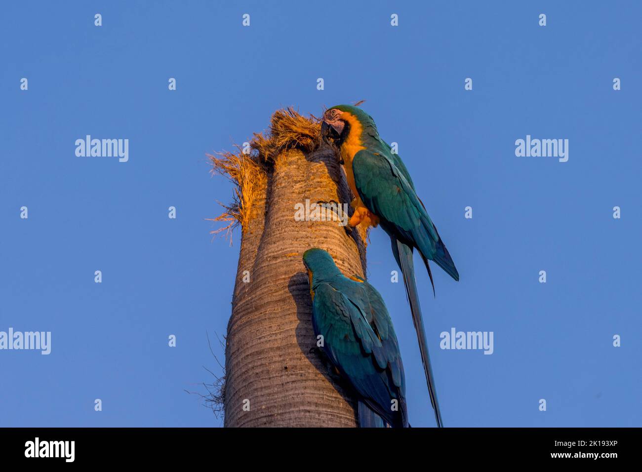 Blue-and-yellow macaws inspecting a palm tree as possible nesting site