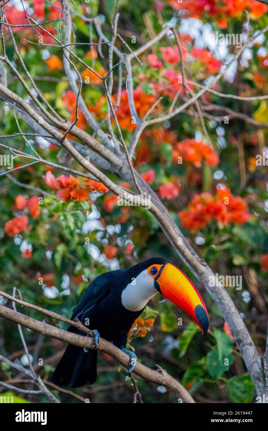 A Toco toucan (Ramphastos toco) with Bougainvillea flowers in the background perched in a tree at the Aguape Lodge in the Southern Pantanal, Mato Gros Stock Photo