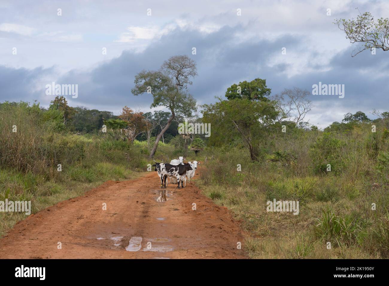 Nelore cattle on a dirt road near Baiazinha Lodge in the Northern Pantanal, State of Mato Grosso, Brazil. Stock Photo