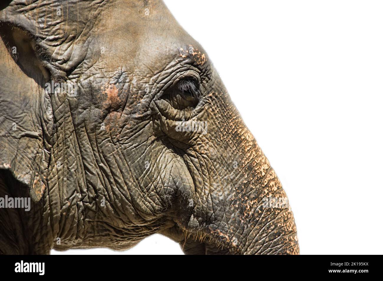 Portrait of an Indian elephant. Sri Lanka Stock Photo