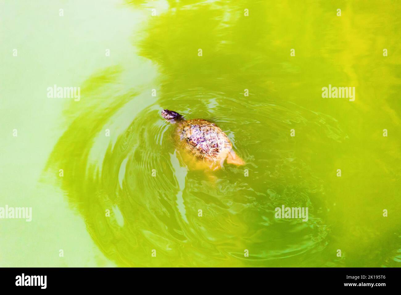 Freshwater turtle (like Amboina box turtle) swims in the murky waters of the river. Thailand Stock Photo
