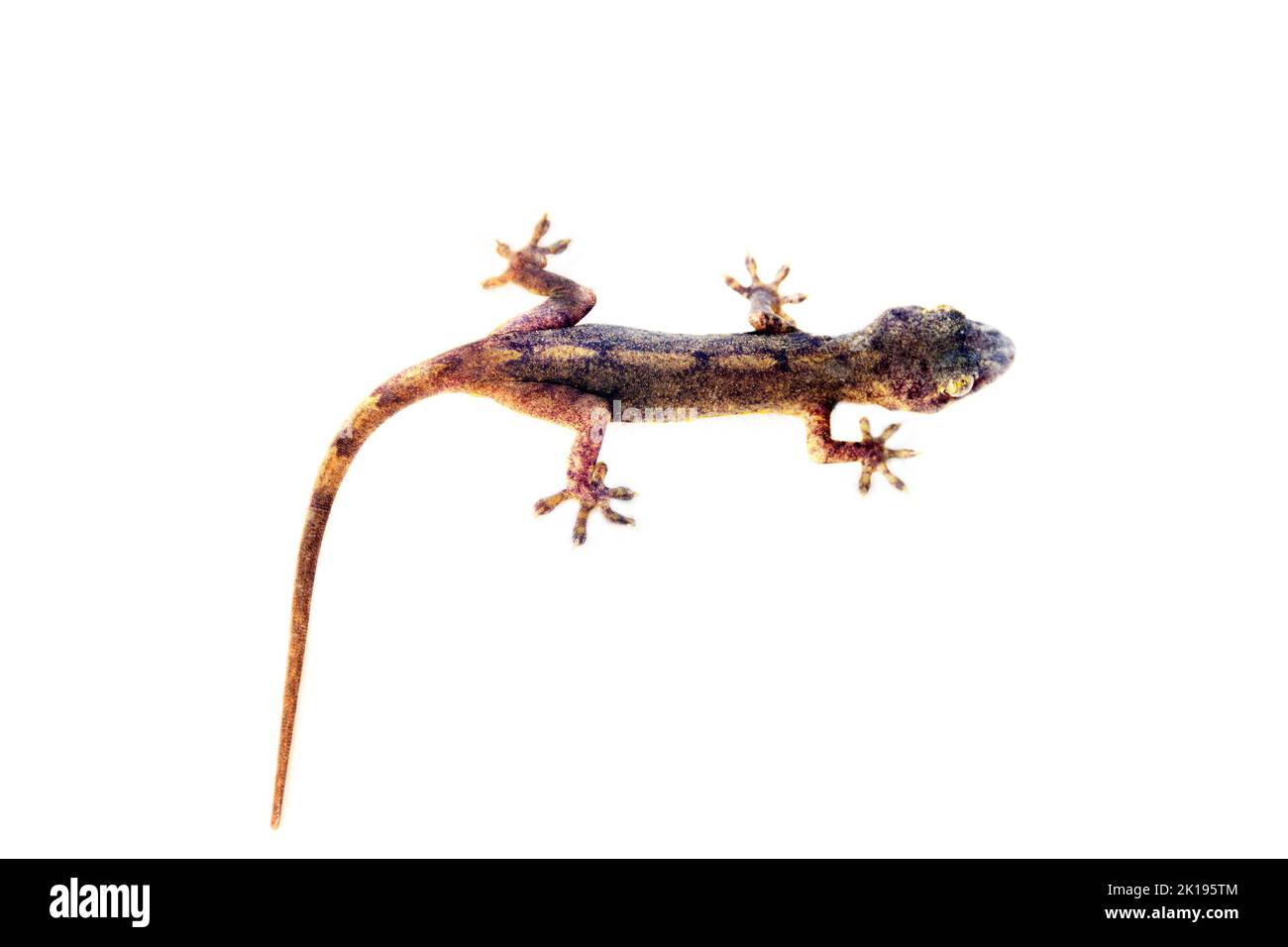 Lizard Gecko on white background. Reptilians of Sri-Lanka, endemic species (many species of Lankan geckos have not yet been discovered by herpetology Stock Photo