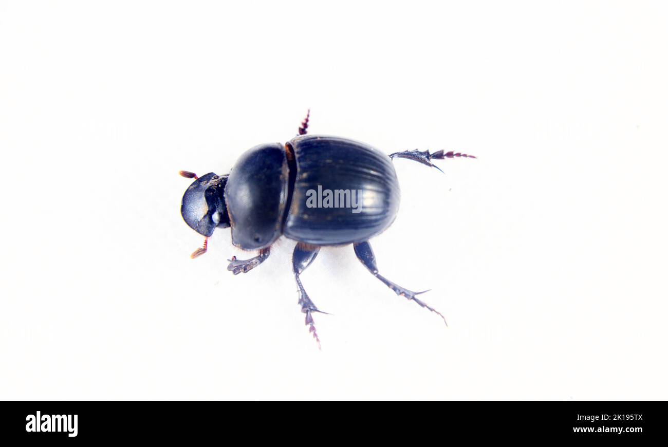 Geotrupes and Scarabaeus. The beetle is isolated on a white background Stock Photo