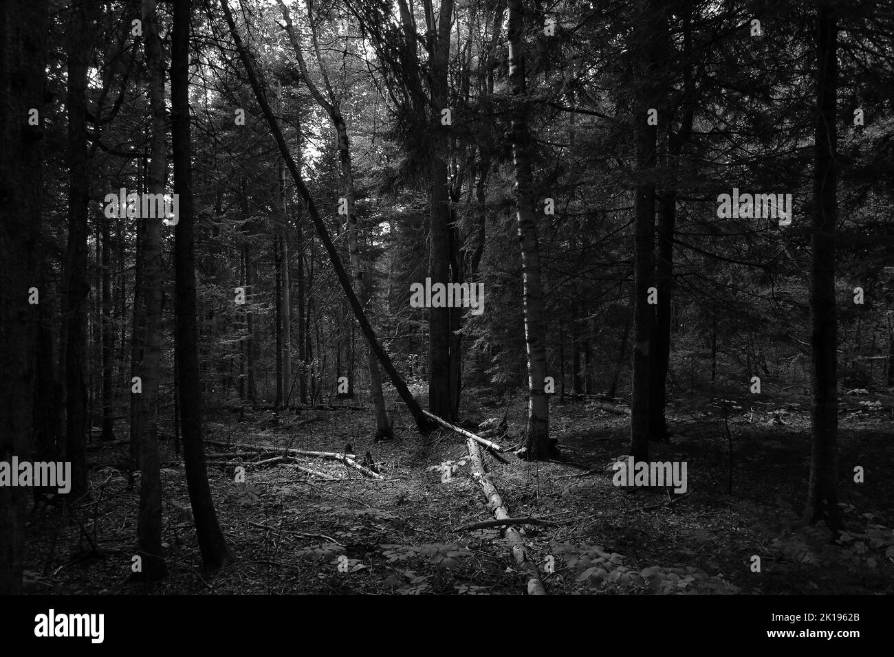 Black and white photo of trees, dark mood Stock Photo