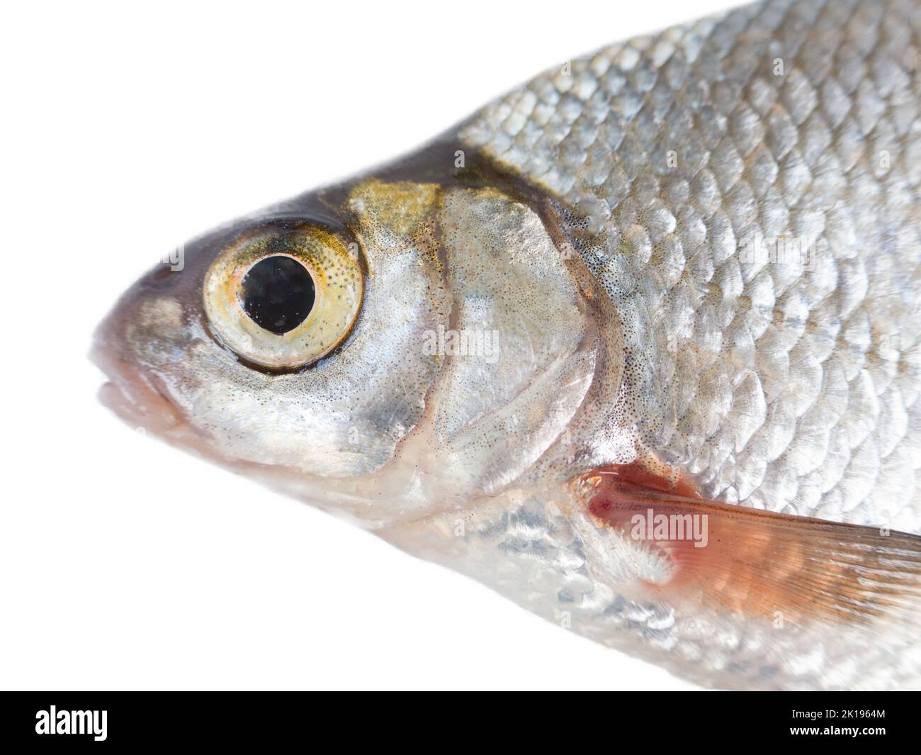 Silver bream (Blicca bjoerkna) portrait isolated on a white background. The fish species is widely distributed in the basins of the Baltic Sea. Southe Stock Photo