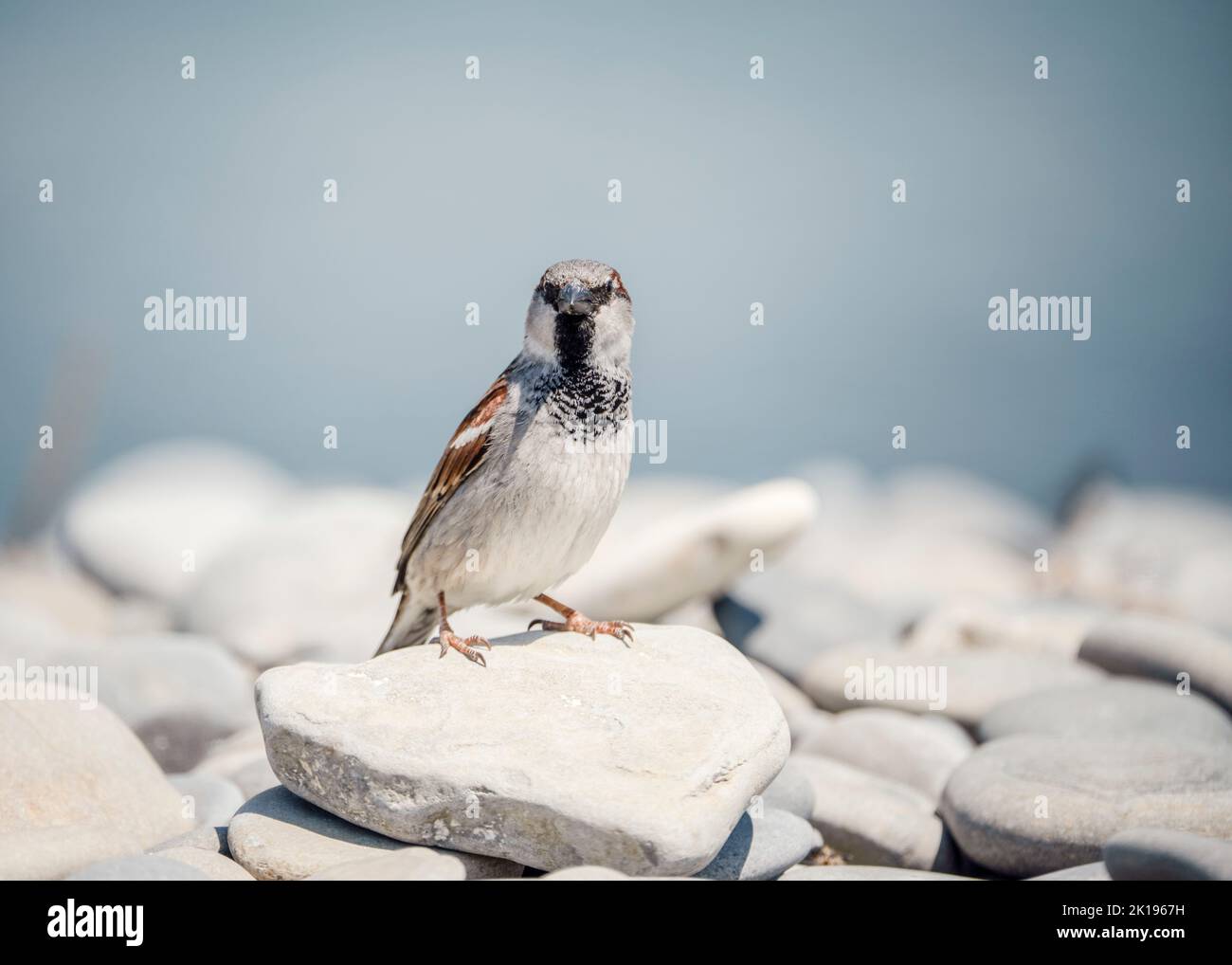 A male house sparrow (Passer domesticus) sits on a rock in the middle of a summer day. Stock Photo