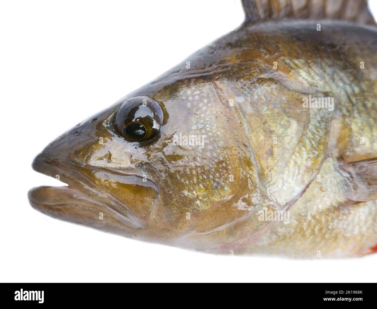 European perch (Perca fluviatilis), River bass. Half-length portrait isolated on a white background Stock Photo