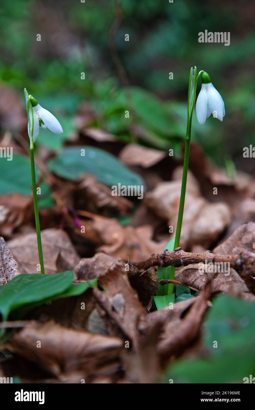Flower of life, Primavera. Thousands of years Snowdrop pleased with Northern residents as flower of winter end. Sweet-William (Galanthus nivalis, Gala Stock Photo