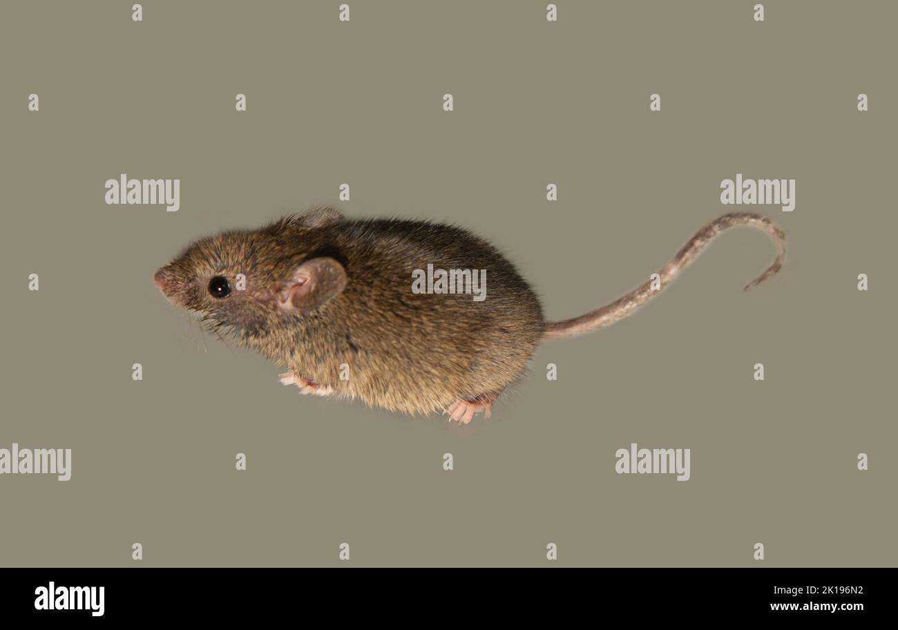 Swiss (house) mice (Mus musculus) constantly accompanies to human (synanthropes) and parasitizes: eating grain in storages, products. It is not possib Stock Photo