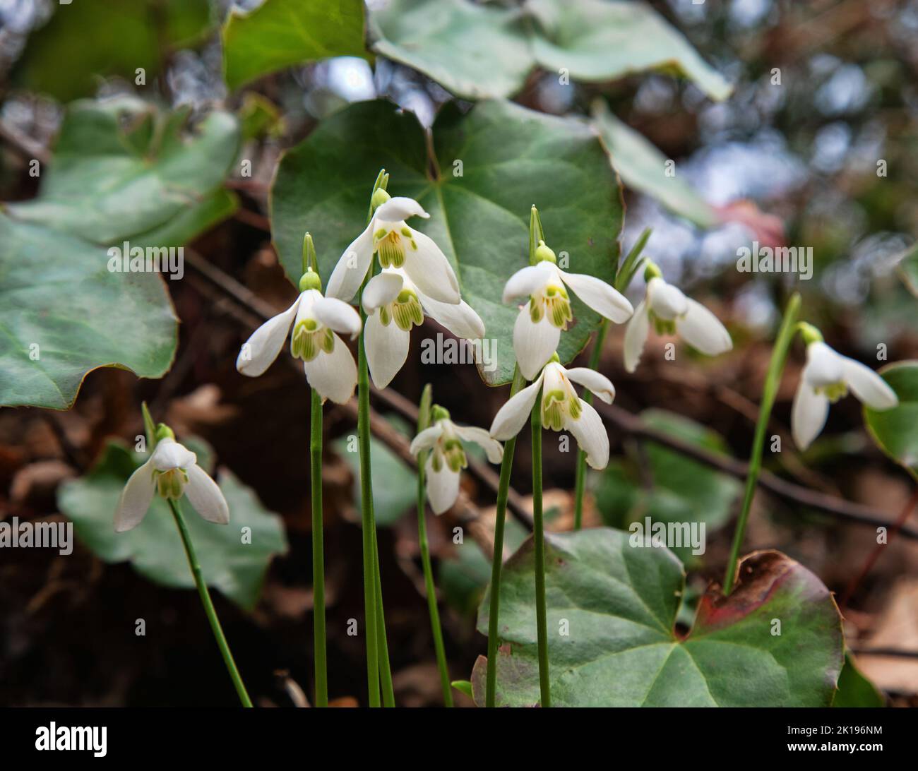 Flower of life, Primavera. Caucasian Sweet-William (Galanthus caucasicus/Galanthus alpinus). The Black Sea coast of the Caucasus Stock Photo