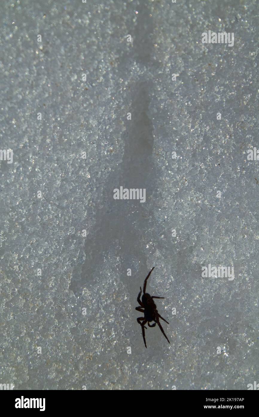 A trail of magpies' leg in the snow and the first spring spider trapped Stock Photo