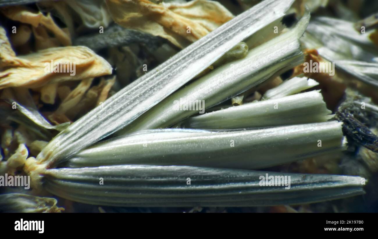 Herb repertory (dry vulnerary plants), officinal mixture for herbal tea. Pharmacy daisy (Matricaria chamomilla) dried parts (extreme close up) as mean Stock Photo