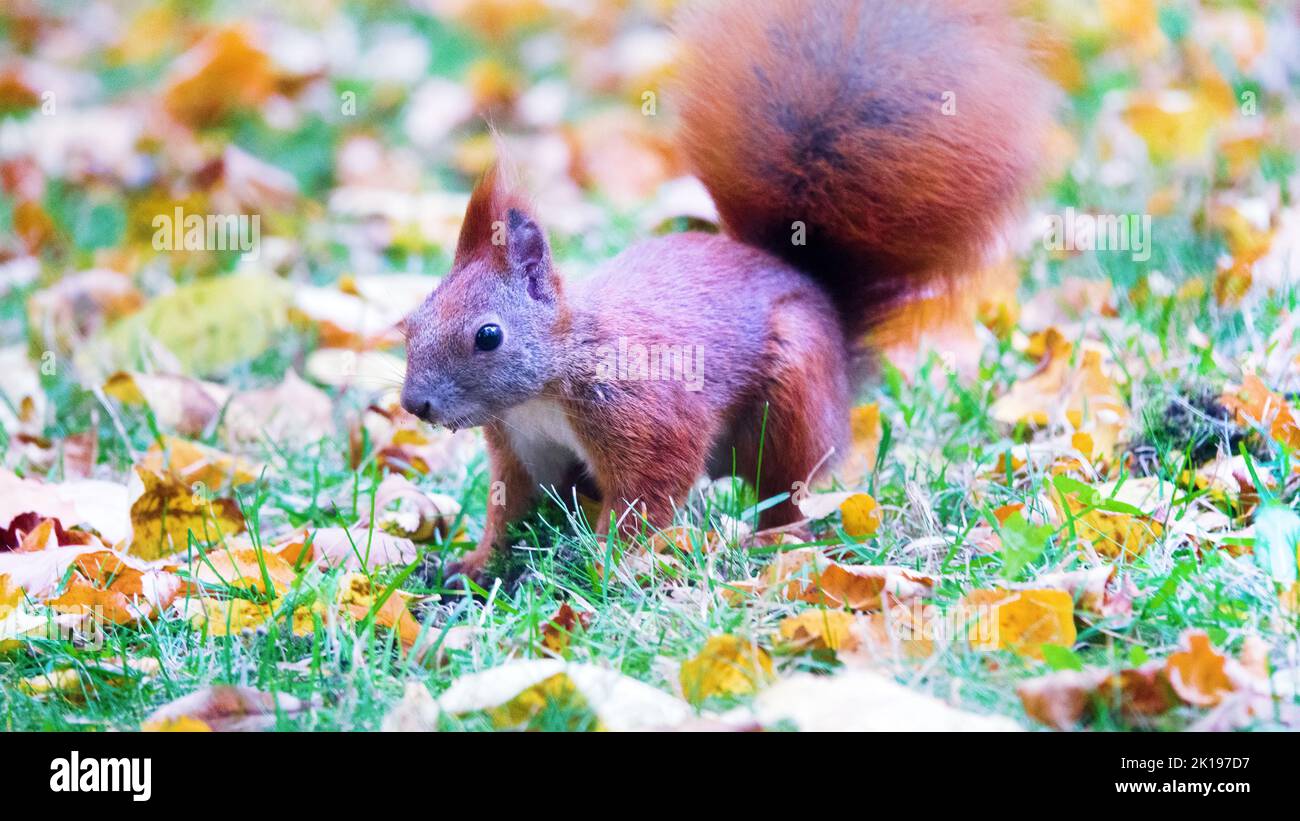 Squirrel in the autumn park among the yellow foliage Stock Photo