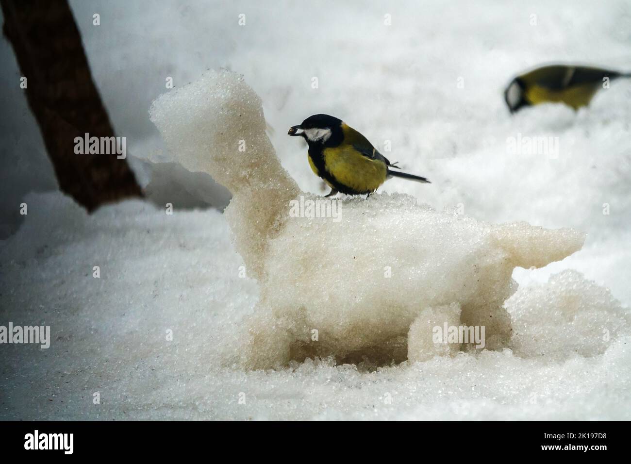 Winter fun for children. Great Tit and the snowman cat Stock Photo