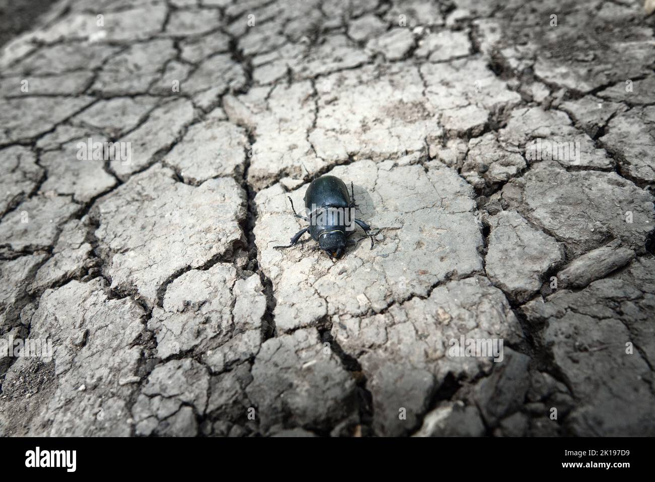 Anhydrous dry cracked earth and a dead black bug. The concept of drought and animal extinction in modern disturbed nature Stock Photo