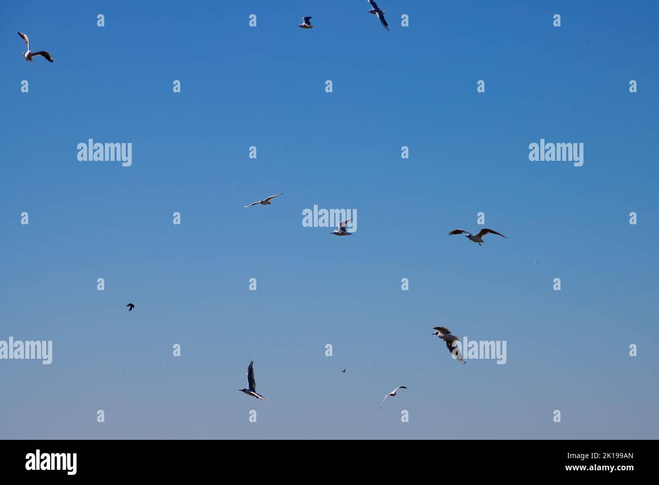 Flock of Seagulls flying on blue sky background Stock Photo