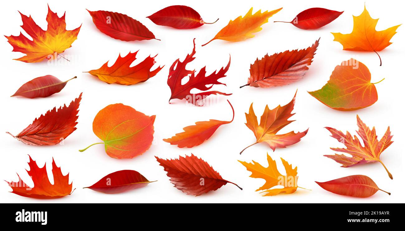 Collection of red autumn trees leaves fallen to the ground with shadow isolated on white background. Realistic digital illustration based on render by Stock Photo