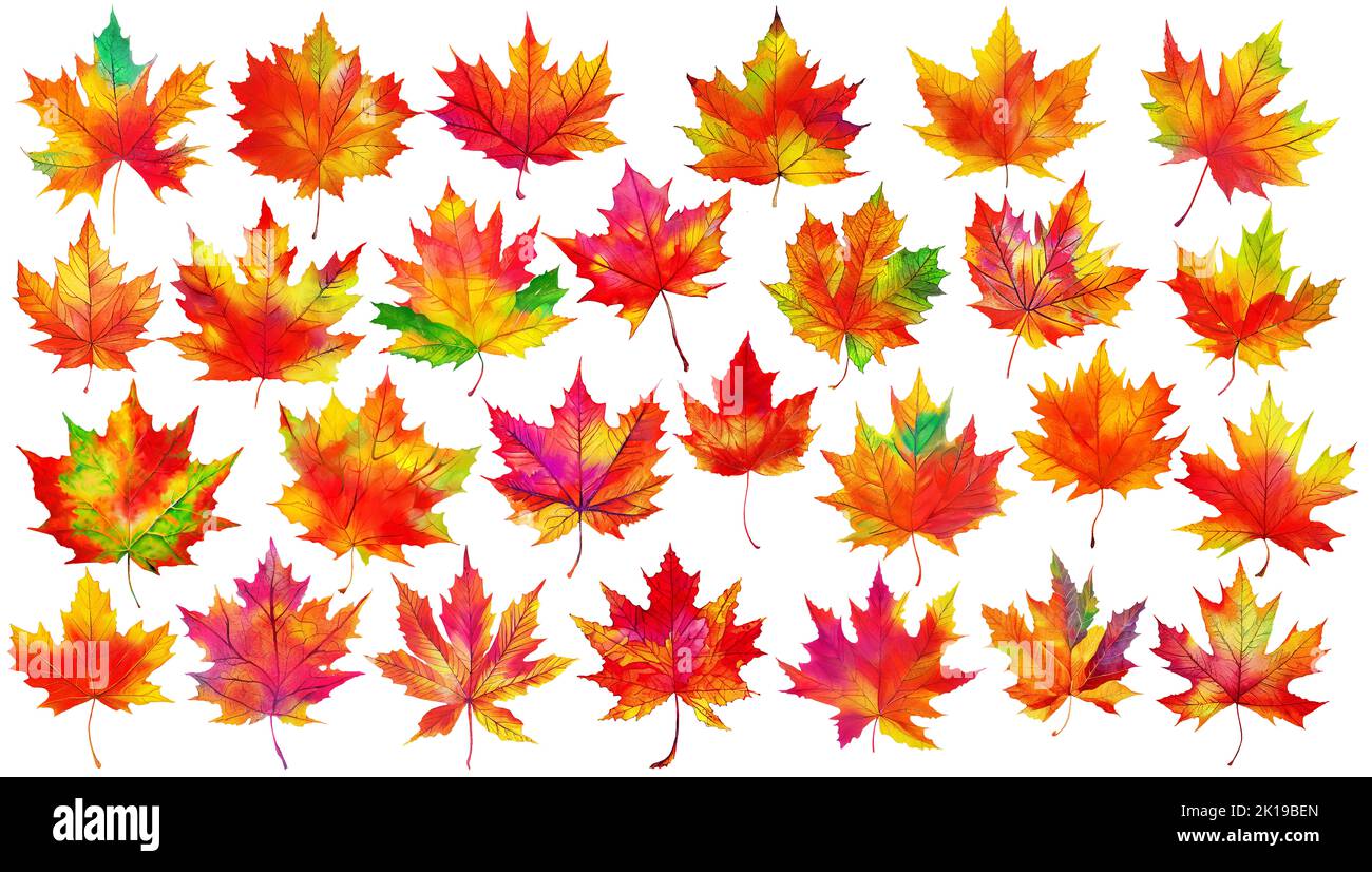 Collection of multicolored maple tree leaves (red, orange, purple, yellow, green) isolated on white background. Digital illustration based on render b Stock Photo