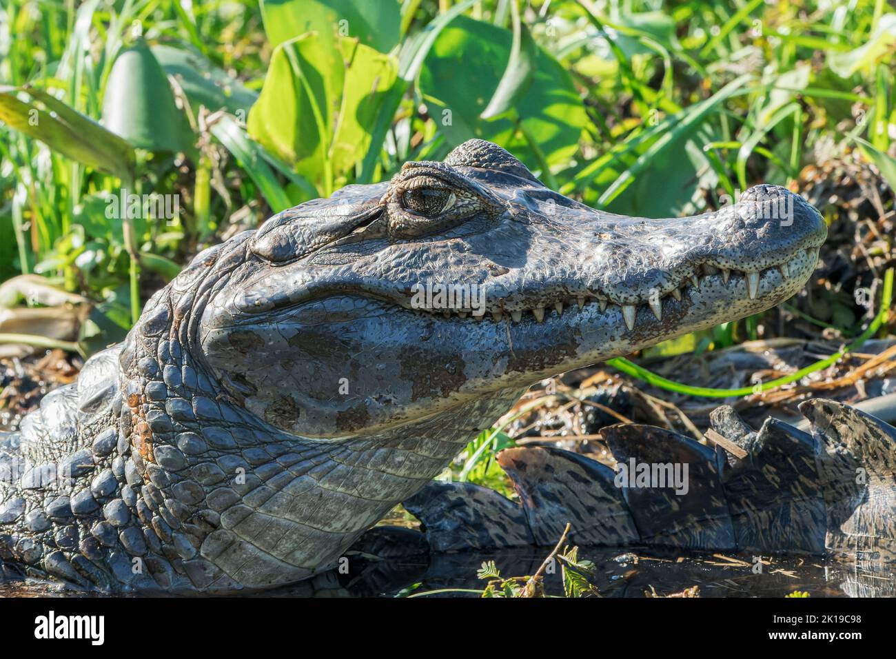 Jacare caiman or Yacare caiman, Caiman yacare, close-up of head of adult, Pantanal, Brazil Stock Photo