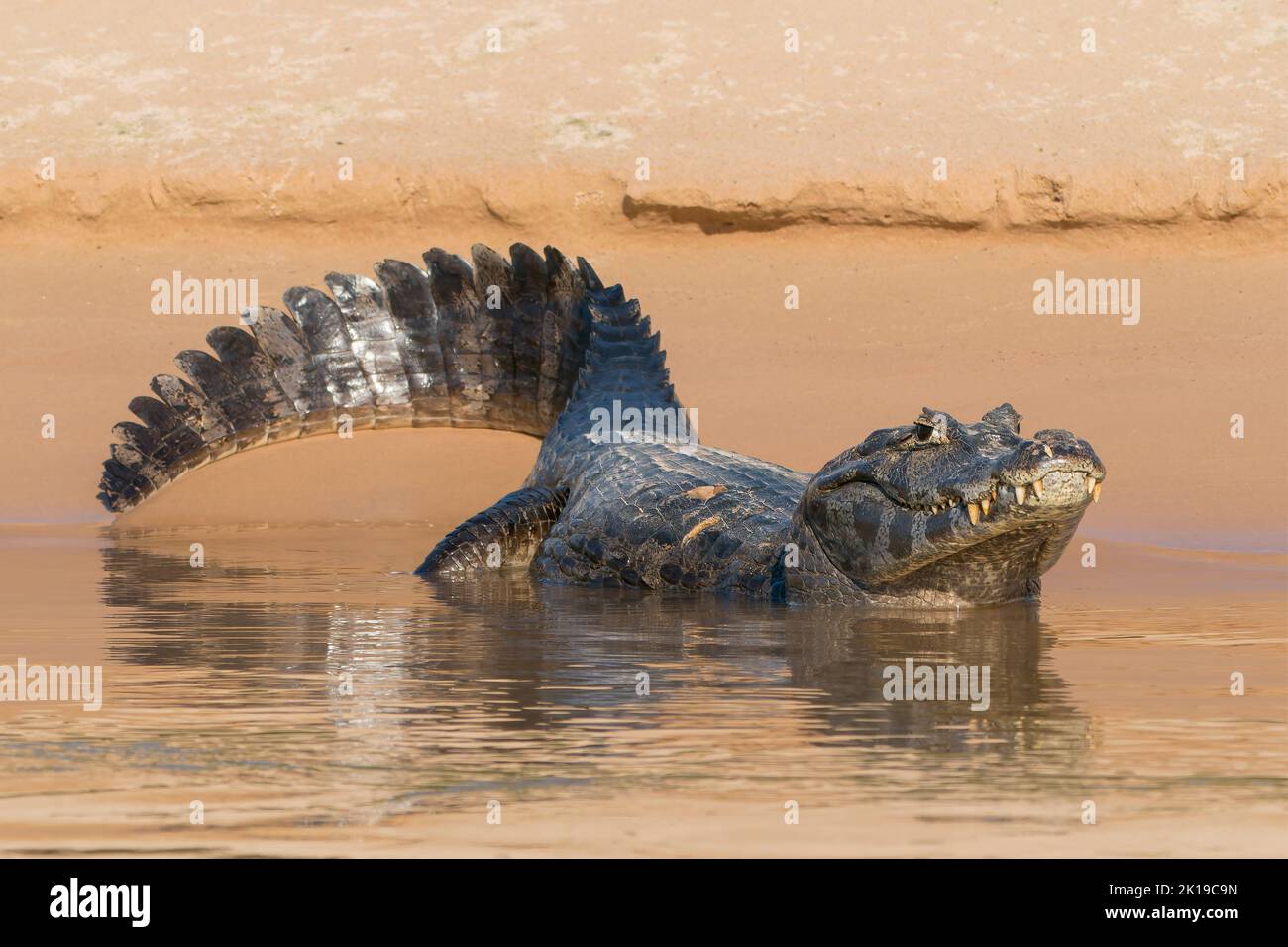 Jacare caiman or Yacare caiman, Caiman yacare, single adult resting on sand bank, Pantanal, Brazil Stock Photo