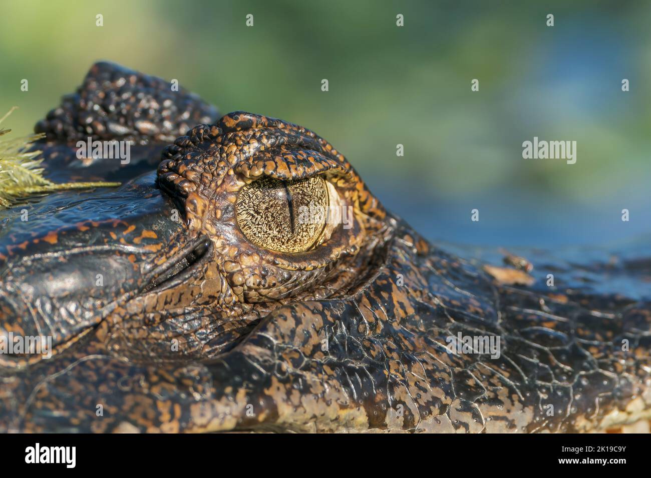 Jacare caiman or Yacare caiman, Caiman yacare, close-up of head of adult, Pantanal, Brazil Stock Photo