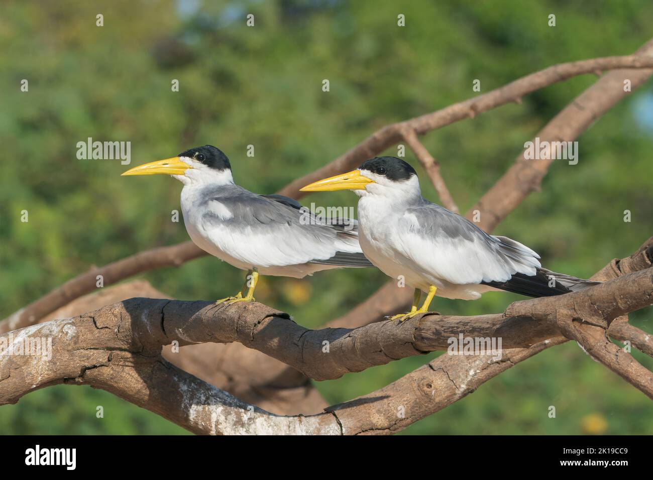large-billed tern, Phaetusa simplex, two adults perched on branch, Pantanal, Brazil Stock Photo