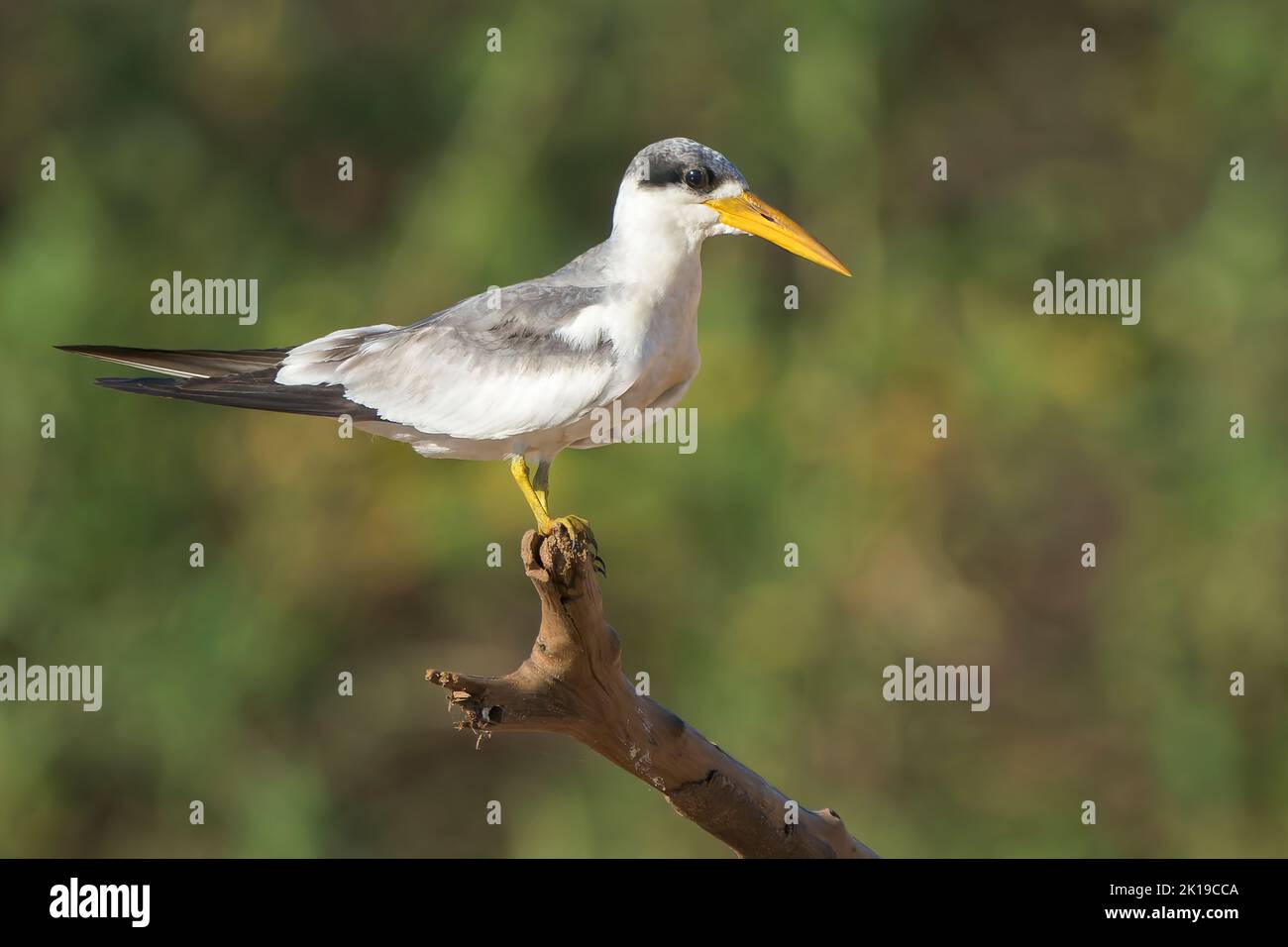 large-billed tern, Phaetusa simplex, single adult perched on branch, Pantanal, Brazil Stock Photo