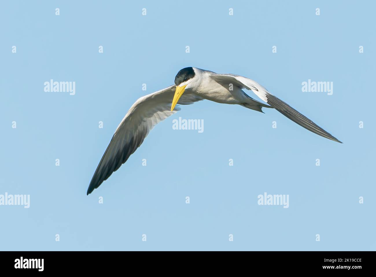 large-billed tern, Phaetusa simplex, single adult in flight over river, Pantanal, Brazil Stock Photo