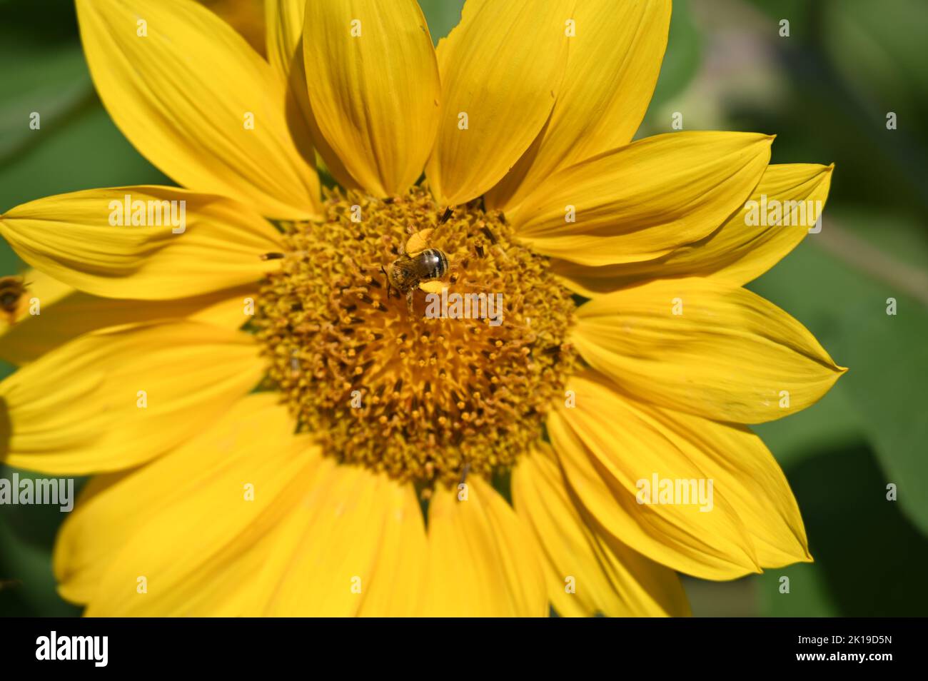 Sunflower in Full Bloom with Busy Bee Stock Photo - Alamy
