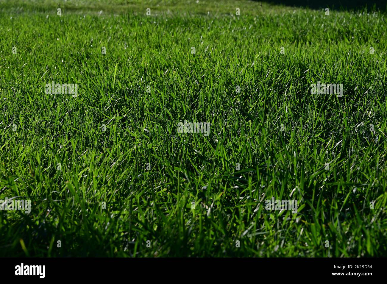 Close up shot tall grass hi-res stock photography and images - Alamy