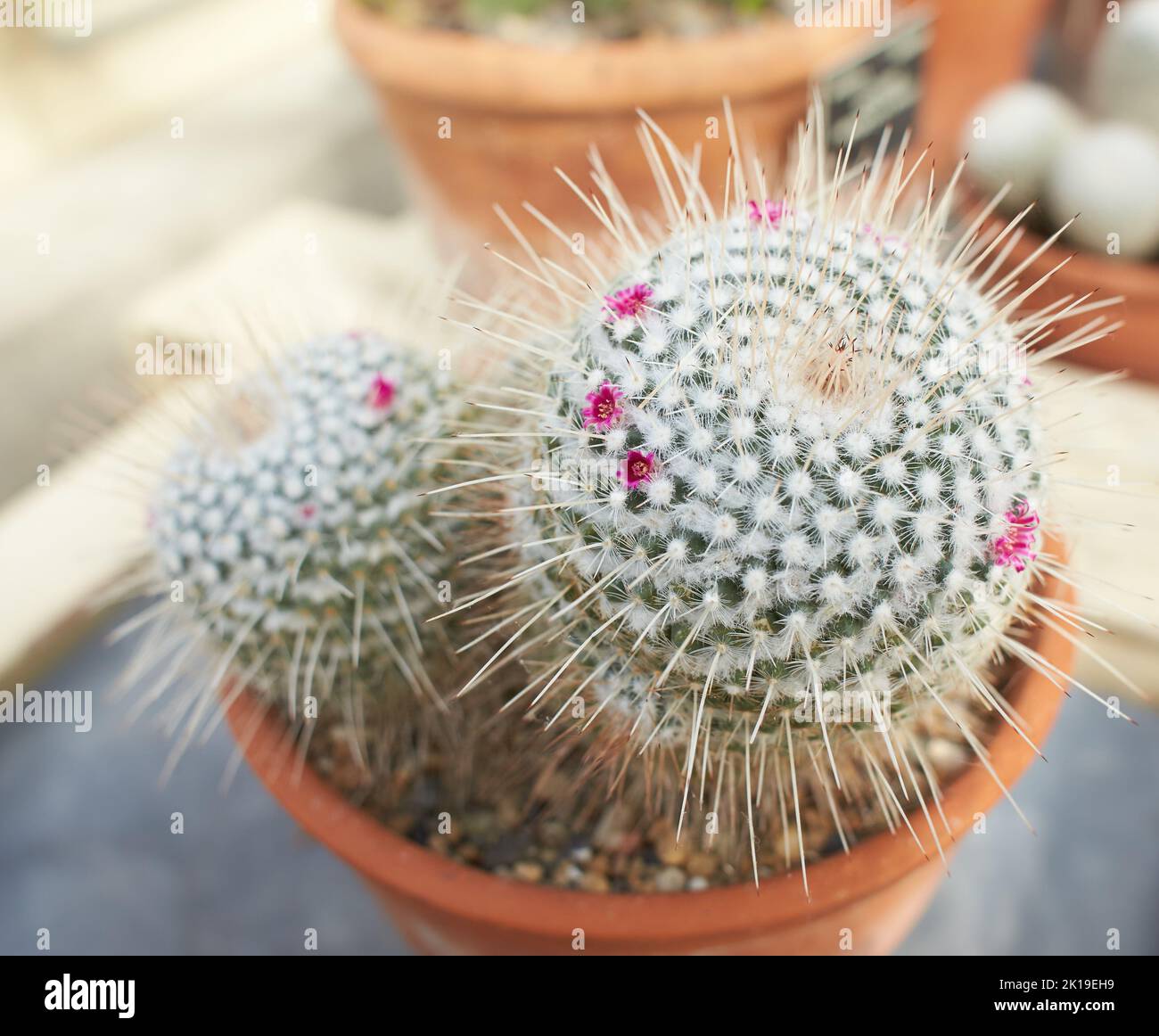 Mexican Pincushion Cactus, Mammillaria magnimamma with flowers growing in Dublin, Ireland. Stock Photo