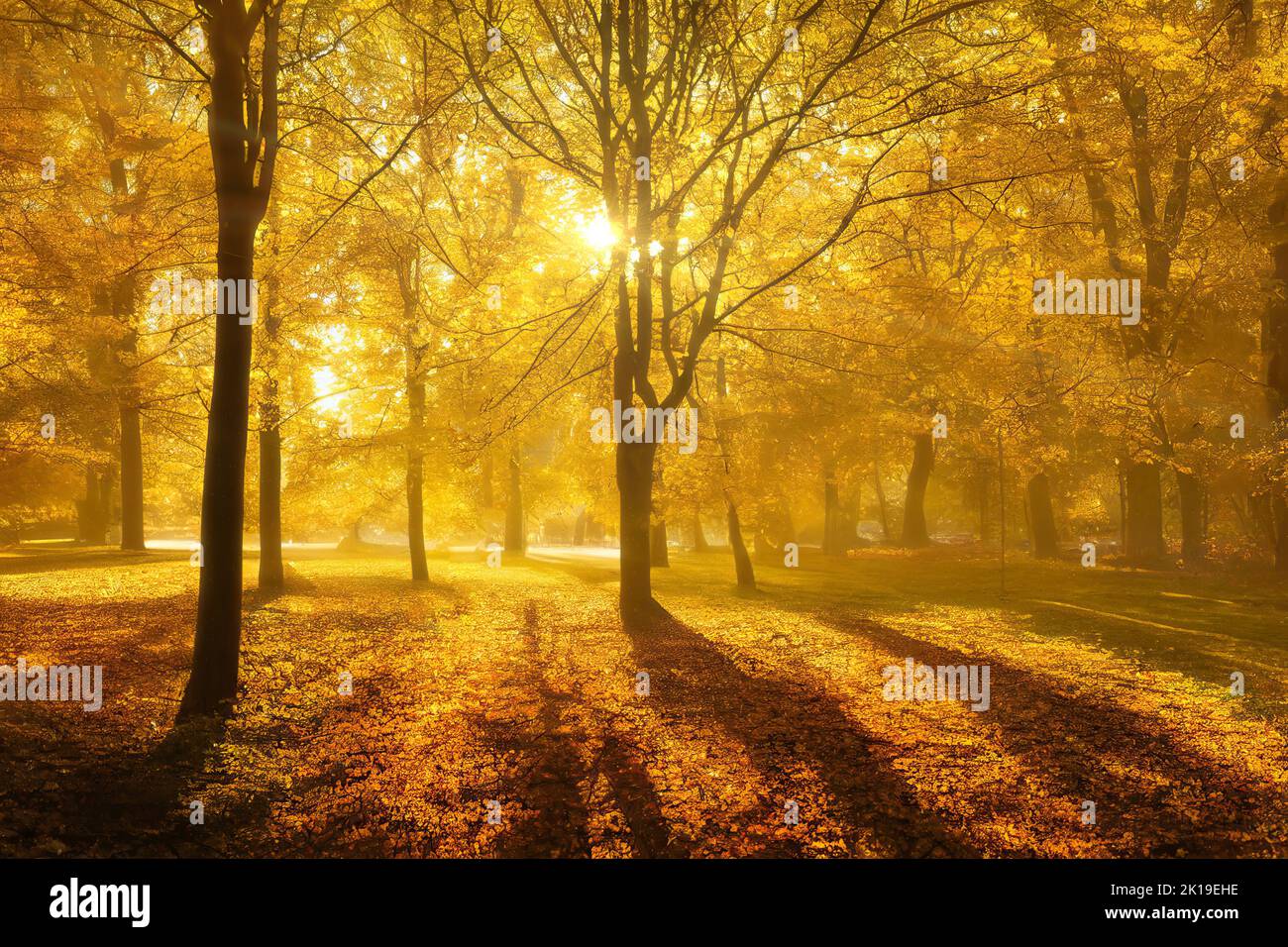 Sun shining through the branches of golden autumn trees in a park, evening long shadows, backlit tree silhouettes. Digital illustration based on rende Stock Photo