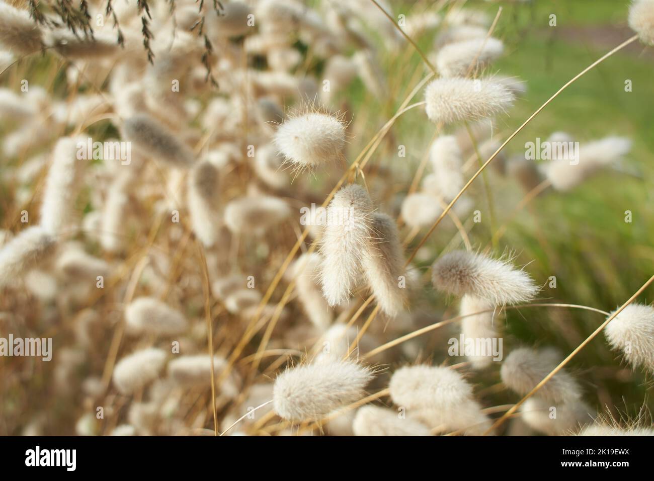 20 x Rabbit Tail Grass Bunny Tails Dried Flowers Lagurus Ovatus Plant Stems  UK
