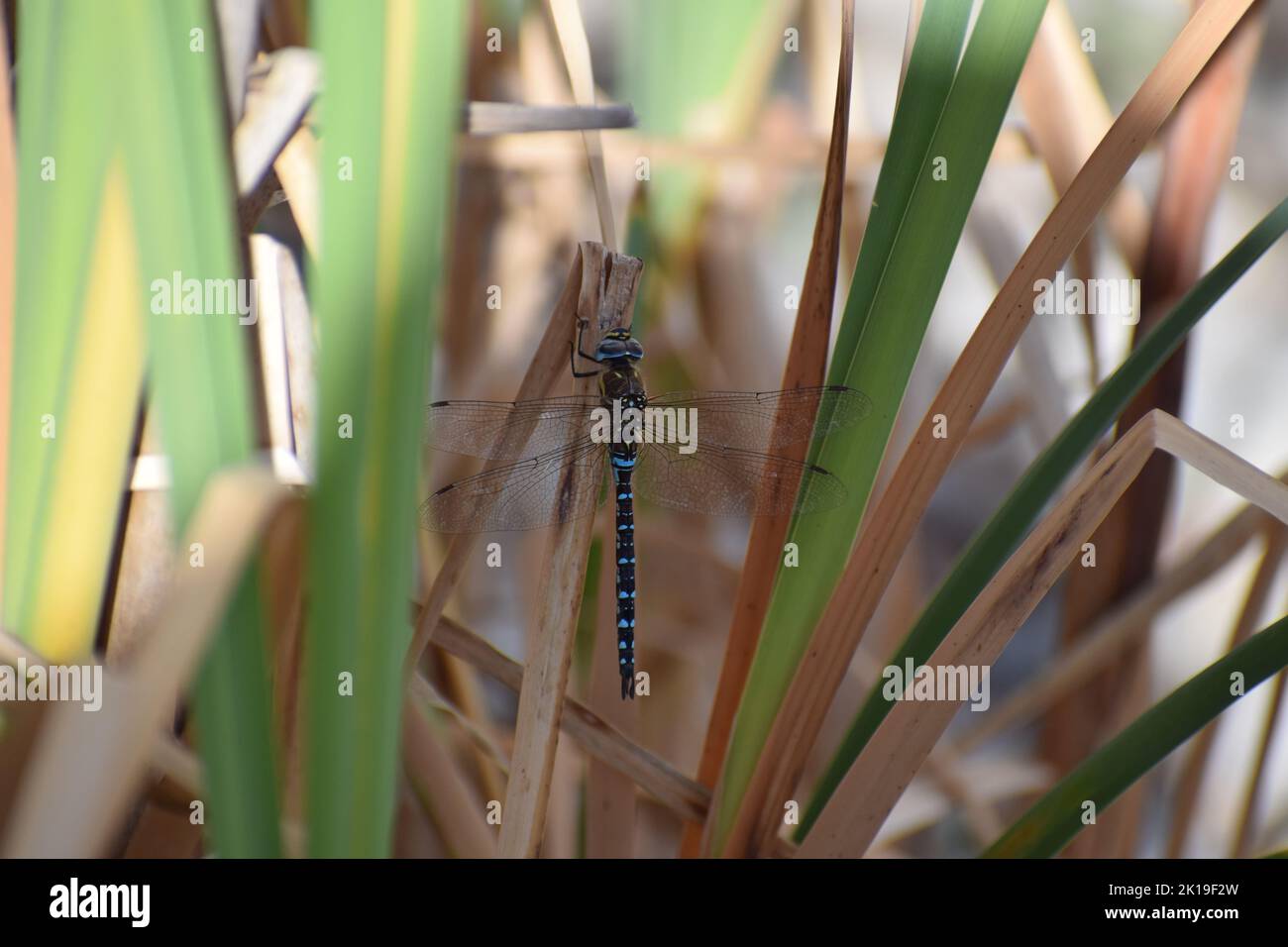 Blue scarce hi-res stock photography and images - Alamy
